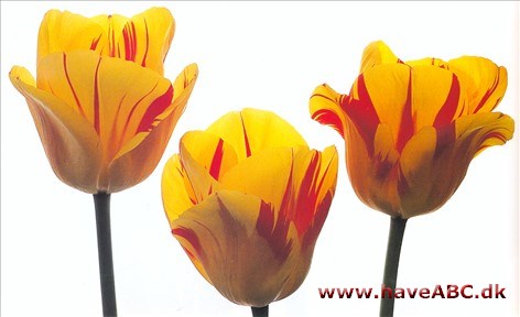 Olympic Flame - Tulipan, Tulipa