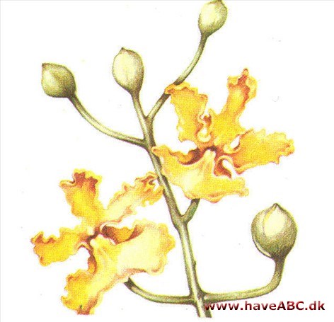 Oncidium - Oncidium