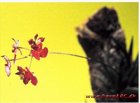 Oncidium equitant-hybrid - Tolumnia Oncidium equitant-hybrid - Tolumnia