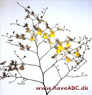 Oncidium Gower Ramsey 'The Queen' Oncidium Gower Ramsey 'The Queen'