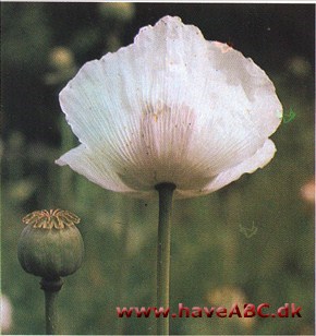 Opiumvalmue - Papaver somniferum †