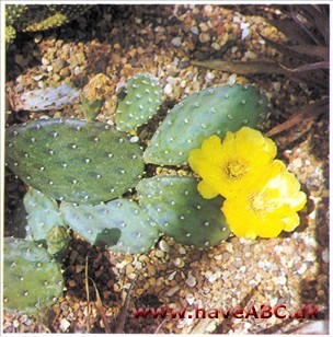 Opuntia decumbens