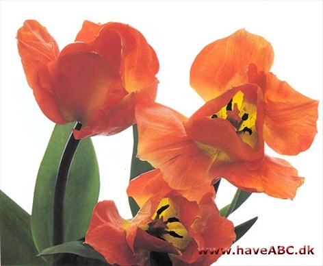 Orange Emperor - Tulipan, Tulipa