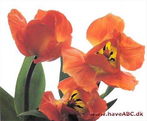 Orange Emperor - Tulipan, Tulipa Orange Emperor - Tulipan, Tulipa
