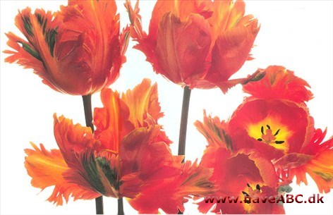 Orange Favourite - Tulipan, Tulipa