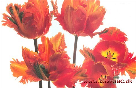 Orange Favourite - Tulipan, Tulipa Orange Favourite - Tulipan, Tulipa