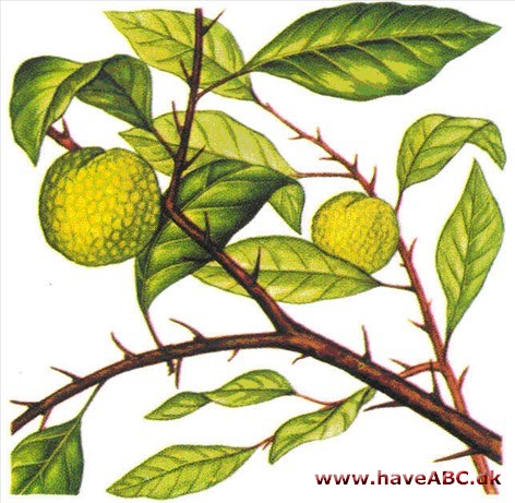 Orangemorbær - Maclura pomifera Orangemorbær - Maclura pomifera