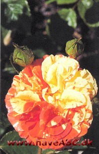 Blomsterne er iøjnefaldende orange og gulstribede, ca. 10 cm store, fyldte (26-40 kronblade) og samlet i små stande. De udvikles i ...Se mere her ... 