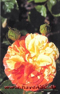 Oranges 'n lemons Blomsterne er iøjnefaldende orange og gulstribede, ca. 10 cm store, fyldte (26-40 kronblade) og samlet i små stande. De udvikles i ...Se mere her ...