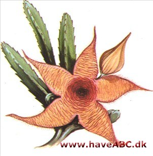 Ordensstjerne - Stapelia Ordensstjerne - Stapelia