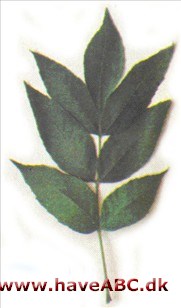 Oregon-ask - Fraxinus oregona, syn. Fraxinus latifolia