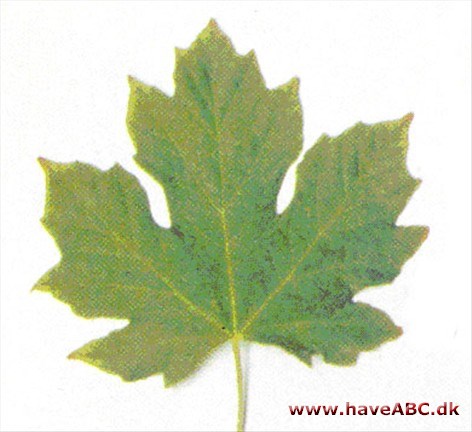 Oregon-løn - Acer macrophyllum