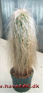 Oreocereus Oreocereus
