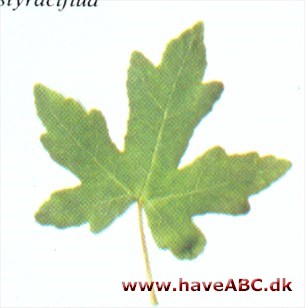 Orientalsk ambratræ - Liquidambar orientalis