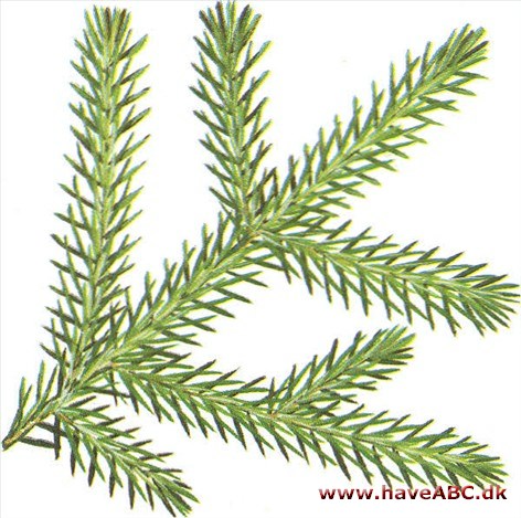 Orientalsk gran - Picea orientalis