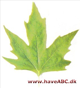 Orientalsk platan - Platanus orientalis Orientalsk platan - Platanus orientalis