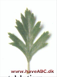 Orientalsk tjørn - Crataegus laciniata, syn. Crataegus orientalis