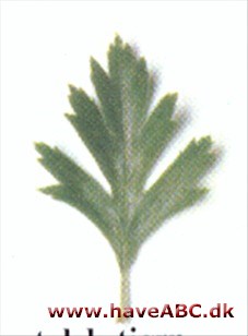 Orientalsk tjørn - Crataegus laciniata, syn. Crataegus orientalis Orientalsk tjørn - Crataegus laciniata, syn. Crataegus orientalis