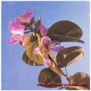 Orkidétræ - Bauhinia acuminata Orkidétræ - Bauhinia acuminata
