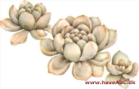 Orostachys - Orostachys spinosus Orostachys - Orostachys spinosus