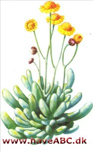 Othonna - Othonna calpensis Othonna - Othonna calpensis