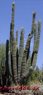 Pachycereus Pachycereus