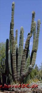 Pachycereus