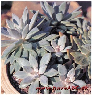 Pachyphytum