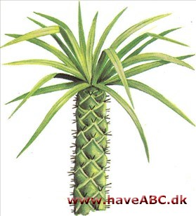 Pachypodium - Pachylpodium Pachypodium - Pachylpodium