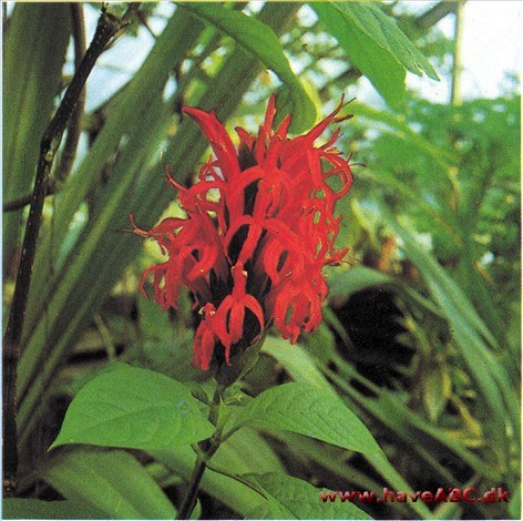 Pachystachys coccinea (syn. Jacobinia)