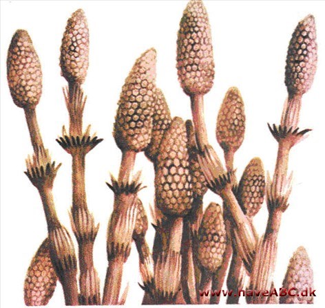 Padderok - Equisetum