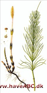 Padderok, ager-padderok - Equisetum arvense