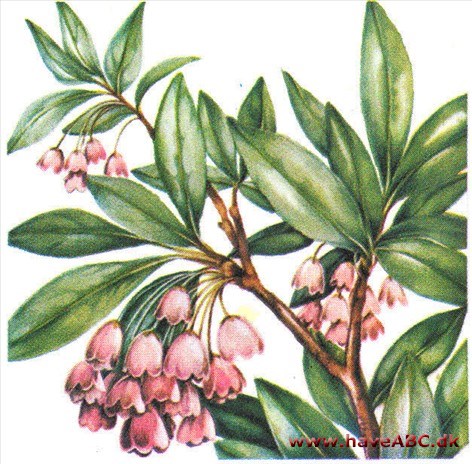 Pagodebusk - Enkianthus Pagodebusk - Enkianthus