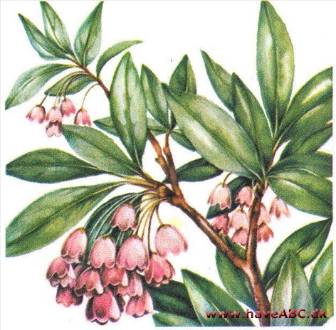 Pagodebusk - Enkianthus