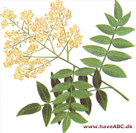 Pagodetræ - Sophora japonica
