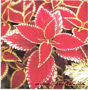 Paletblad - Coleus x blumei Paletblad - Coleus x blumei