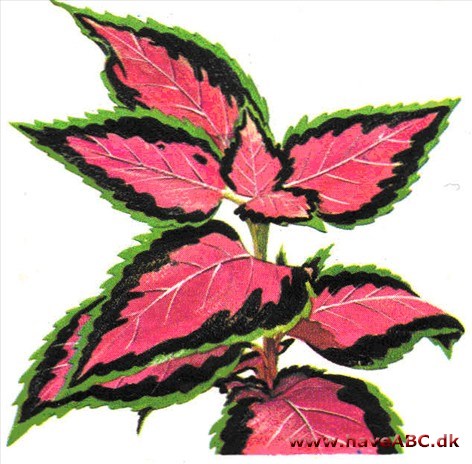 Paletblad - Coleus