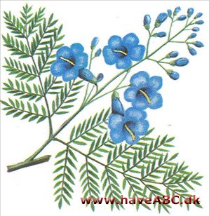 Palisandertræ - Jacaranda mimosifolia Palisandertræ - Jacaranda mimosifolia