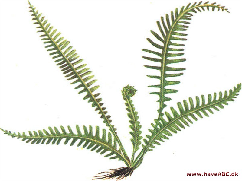 Palmebregne - Blechnum