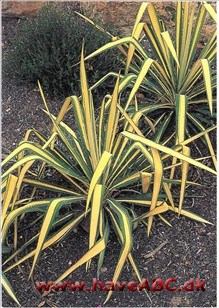 Palmelilje - Yucca 2