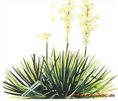 Palmelilje - Yucca Palmelilje - Yucca