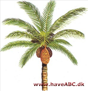 Palmyrapalme - Borassus flabellifer