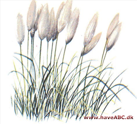 Pampasgræs - Cortaderia selloana Pampasgræs - Cortaderia selloana