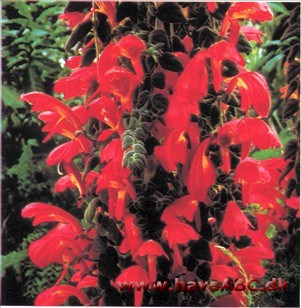 Papagøjenæb - Columnea gloriosa