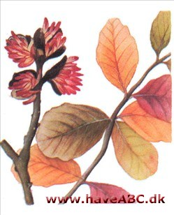 Papegøjebusk - Parrotia persica Papegøjebusk - Parrotia persica