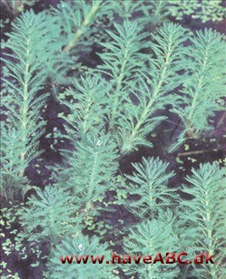 Papegøjefjer - Myriophyllum aquaticum korsarve, vandnavle og papegøjefjer er ekstremt hurtigtvoksende vandplanter, der hurtigt kan brede sig ud over en dam og ...