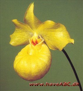 Paphiopedilum armeniacum Paphiopedilum armeniacum