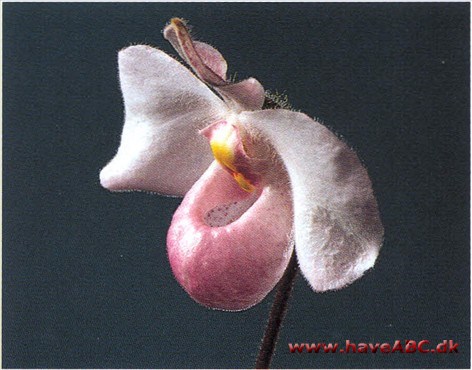 Paphiopedilum delenatii