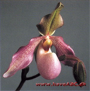 Paphiopedilum Deperle