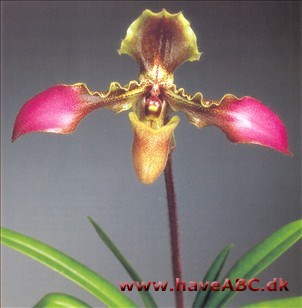 Paphiopedilum esquirolei